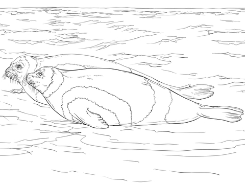 Ribbon Seals Coloring Page